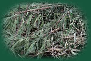 Déchets verts